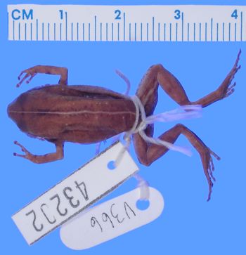 Media type: image; Herpetology A-43202
